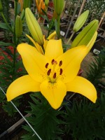 [5124 YellowDiamond DJ No02.JPG]